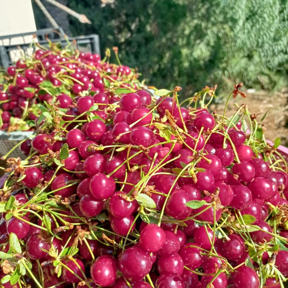 Hatay Ev Yapımı Vişne Reçeli