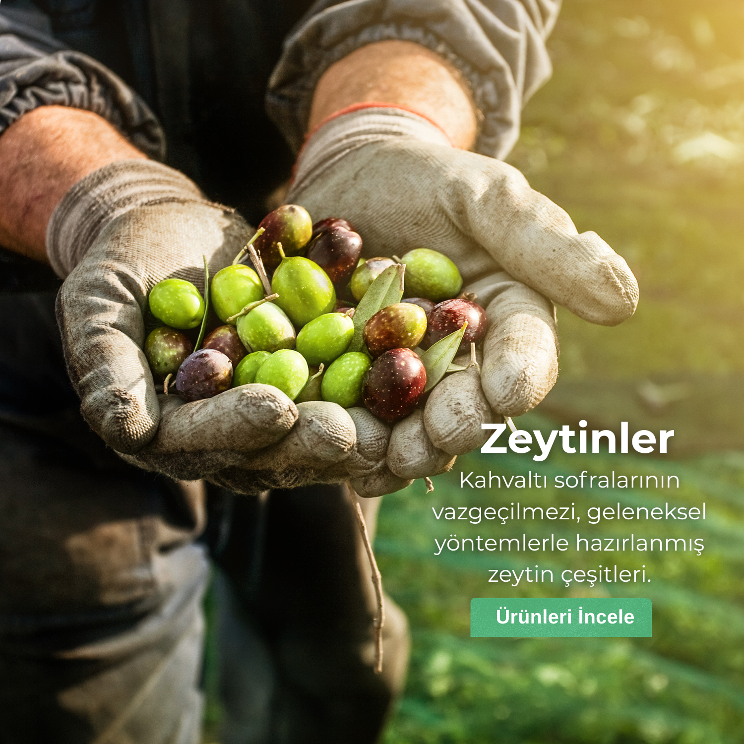 Zeytinler